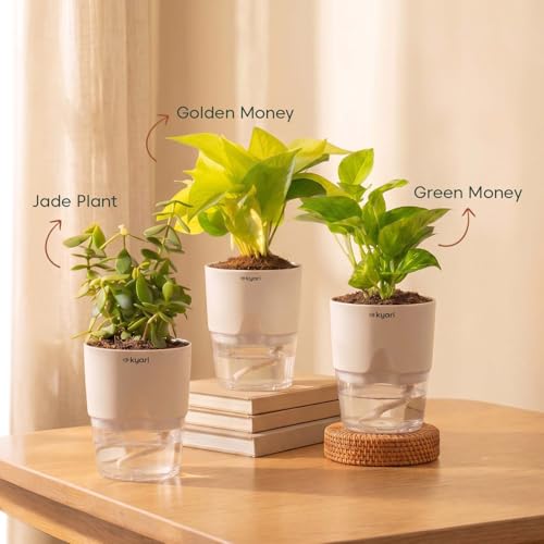 Image of Kyari Lucky Combo of 3 Indoor Plants - Golden Money, Green Money & Jade with Poetic Black Self Watering Pot - Live Plants for Home Decor & Living Room - Vastu Friendly Plant Set