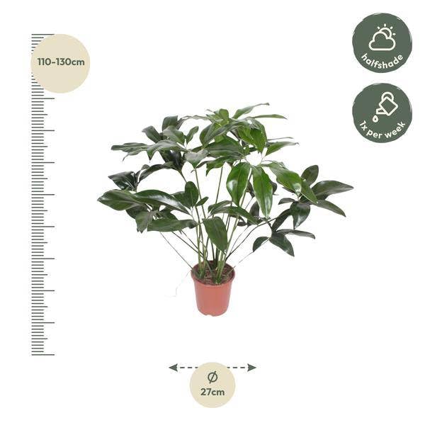 Philodendron zielony cud - 120 cm - ø27