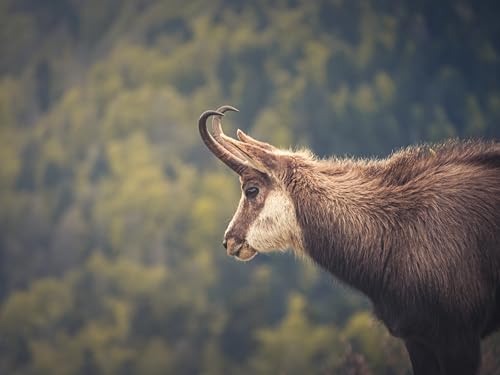 OM SYSTEM M.Zuiko Digital ED 40-150mm F4‑5.6 Objetivo, Telezooom, Compatible con Todas Las cámaras MFT (Olympus OM-D & Modelos Pen, Serie Panasonic G), Plateado - imagen 3