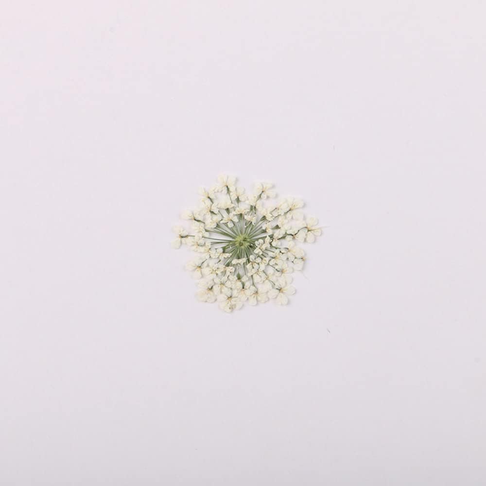 100pcs/pack Ammi majus Natural Pressed Dried Flower for Resin Jewelry Making, Soap and Candle Making, Scrapbooking DIY (White)