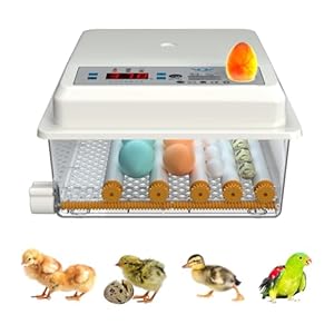 16 Uova Incubatrice Digitale Automa...