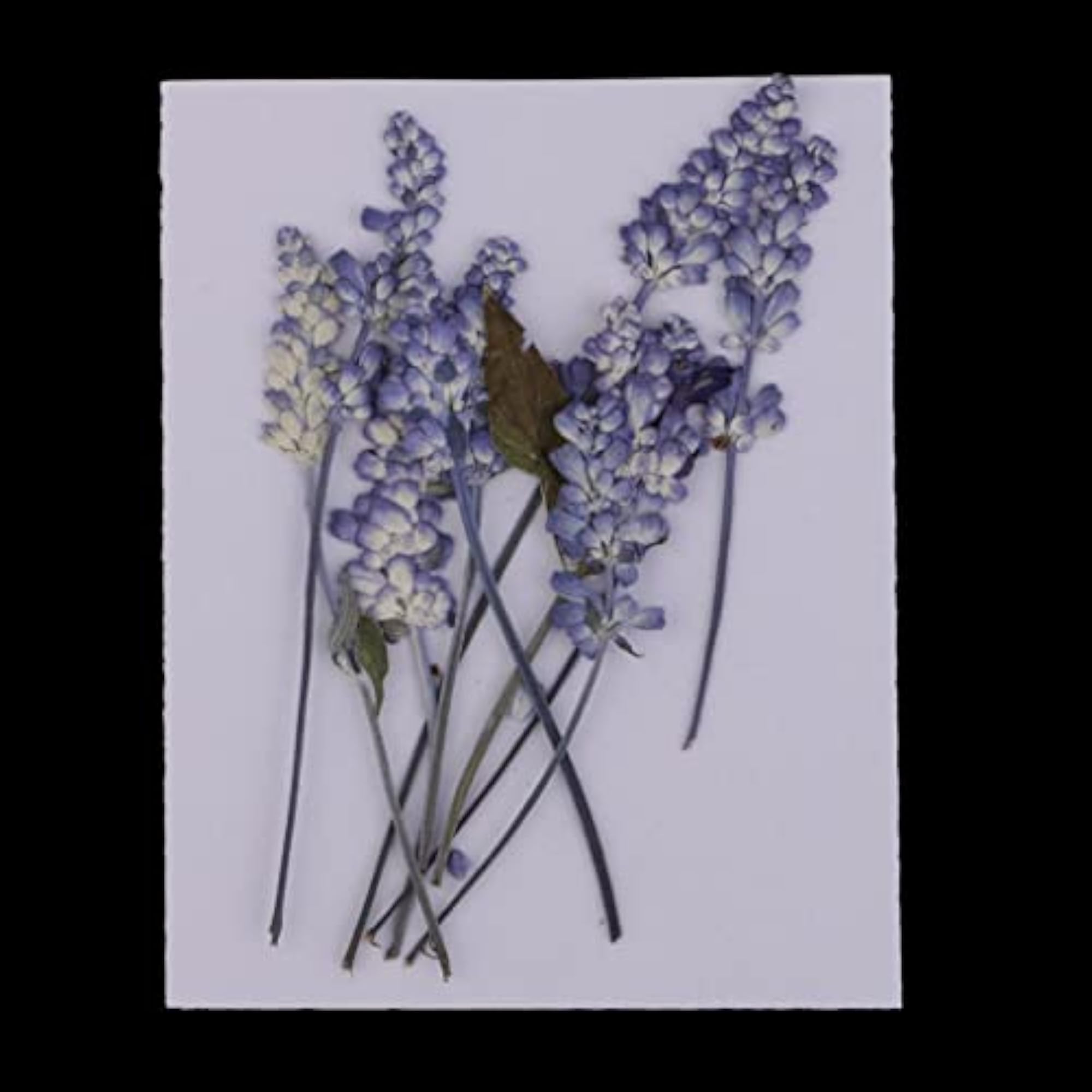 Dried Pressed Flowers for DIY Scrapbooking Crafts