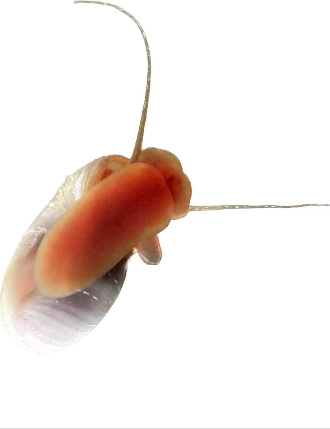 Wpc-Co. Ramshorn Snails - RED Color - Freshwater Aquarium Algae Eater - Ten Juvenile to Adult Ramshorn Snails Assorted Sizes Red Color - Aquarium Cleanup Crew - 10 Aquarium Ramshorn Snails
