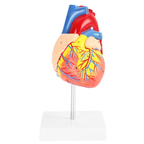 Modèle de cœur médical en 2 parties pour surmonter les difficultés en anatomie - 7