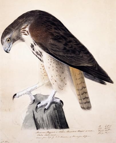 Poster en Lienzo Falco dal Petto Bianco Impresion de Arte John Jame Audubon YIMACBJXX
