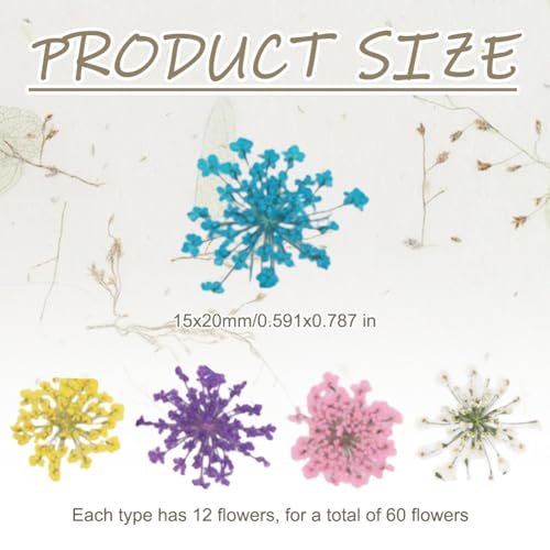 60 piezas de flores secas prensadas para manualidades DIY miniatura 3