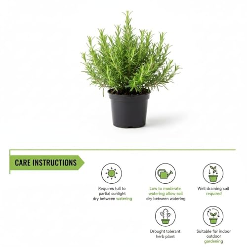 Image of Rosemary Original Fresh Indoor Herb Plant in Nursery Pot, Fresh Culinary Herb, Indoor or Outdoor Garden Plants Live Rosmarinus Officinalis for Medicinal Hair Growth Plant