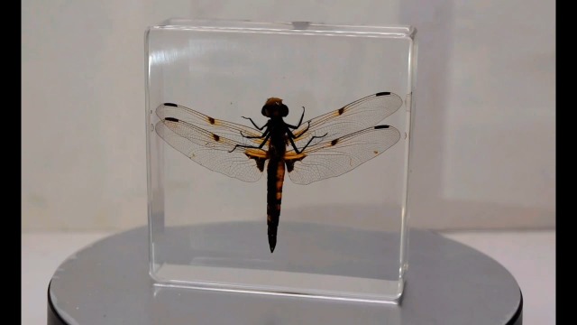 Image of 2.9 inch Real Dragonfly in Crystal Clear Lucite Resin Crafts Specimen Preserved Insect Bug Taxidermy Collection for Biology Science Education & Desk Ornament Display