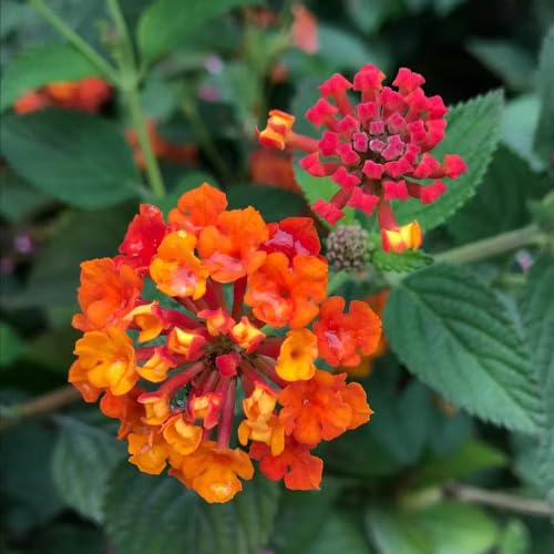 lantana decorativas de jardín silvestres de balcón perennes resistentes para pleno sol reverdecimiento tejados comprar semillas balcón invernadero 10pcs