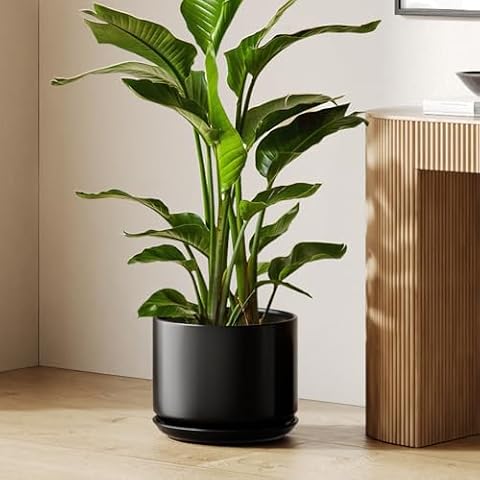 LE TAUCI Ceramiczna Doniczka 30 cm, Donica z Otworem Odpływowym i Podstawką, Nowoczesny Minimalistyczny Design, do Sansewierii, Monstery i Dekoracji, Czarny