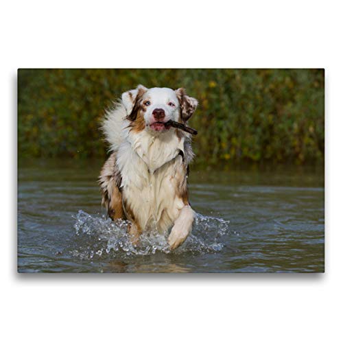Premium Textil-Leinwand 75 x 50 cm Quer-Format Bekannt wie ein bunter Hund. Australian Shepherd - Familienplaner hoch, Leinwanddruck von SiSta-Tierfoto