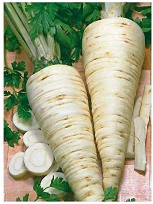 Seeds Organic herb Parsley Root Berlin from Ukraine 2 Grams