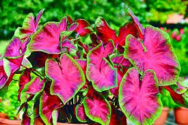10 semi di piante Rainbow Caladium