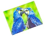  Imán 3D de jacinto de guacamayo