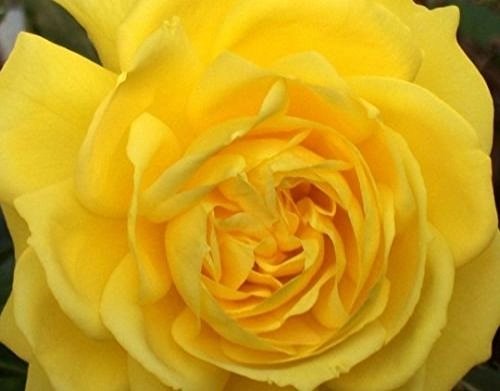 Korresia Yellow Floribunda Rose Supplied in a 3L Pot