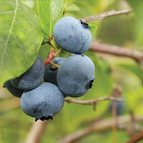 Blueberry Fruit Bush Outdoor Plants for Patios or Kitchen Gardens Grow Your Own Late Season Summer Berries and Colourful Seasonal Foliage, 1 x Brigitta Variety Plant in 3 Litre Pot by Suttons