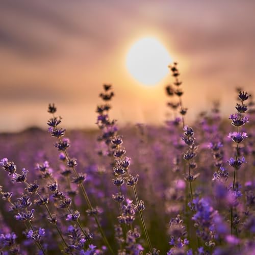 Lavender Fields Guided Visualization with Nature Sounds for Deep Sleep Podcast Por  arte de portada