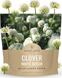 White Dutch Clover - Large 1 Ounce Packet - 40,000 Flower Seeds for Planting - Trifolium repens