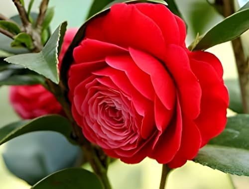 Image of Live Rare Red Hybrid Camellia | Healthy Flowering Plant (2-2.5 ft) | Easy Care in Grow Bag