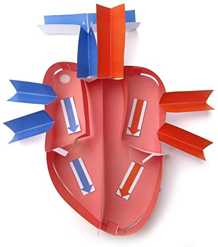 Image of NewPath Human Heart 3-D Paper Model Making Kit - Individual Student Edition (24-7775)