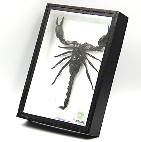 TAXIBUGS Real Exotic Poisonous Scorpion – Preserved Taxidermy Insect Bug Collection Framed in a 3D Wooden Frame as Pictured Taxidermy (Black Wooden Box)
