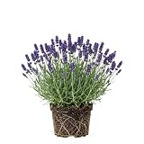 2 English Lavandula Lavender Live Plants, Flower Plant, 3 Inch Tall