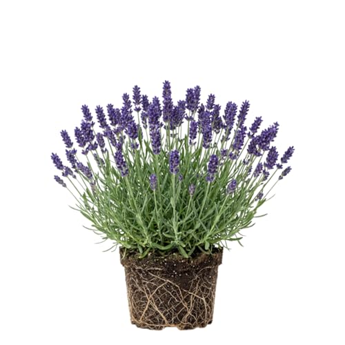 2 English Lavandula Lavender Live Plants, Flower Plant, 3 Inch Tall