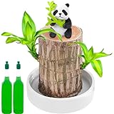 Brazilian Wood Plant