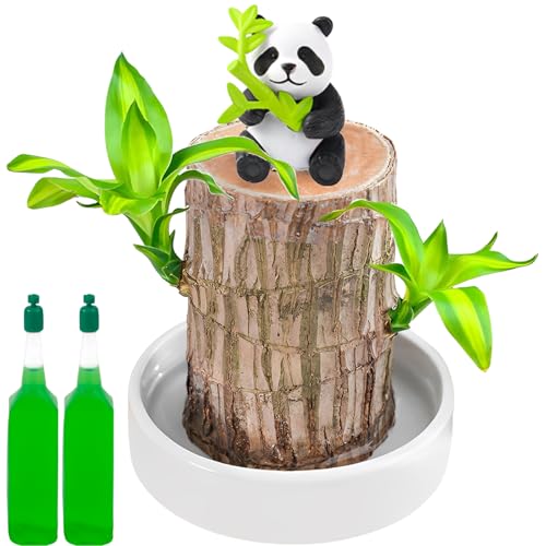 Brazilian Wood Plant Bamboo Plant Brazilian Lucky Brazilian Wood Hydroponic Potted Tree Stump Indoor Air Purifying Magic Sprouting Natural Decoration