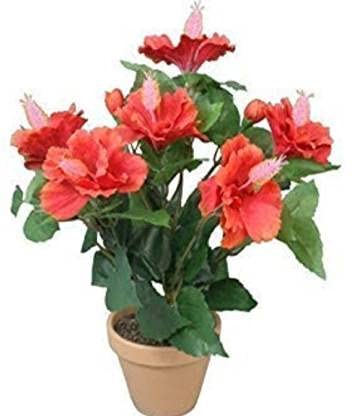 Skycom Dwarf Hybrid Hibiscus Plant Dark Red Flower 1 Helathy Live Plant On Poly Bag Plant (Hybrid, Pack of 1, Flower) (Pack of 1) (B095LYNP6L) Amazon Price History, Amazon Price Tracker