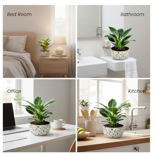 Image of Amulya Farms Indoor Plants for Home | Philodendron Birkin Live Plant in Floral Print Metal Pot | Low Maintenance Air Purifying Plants For Home.