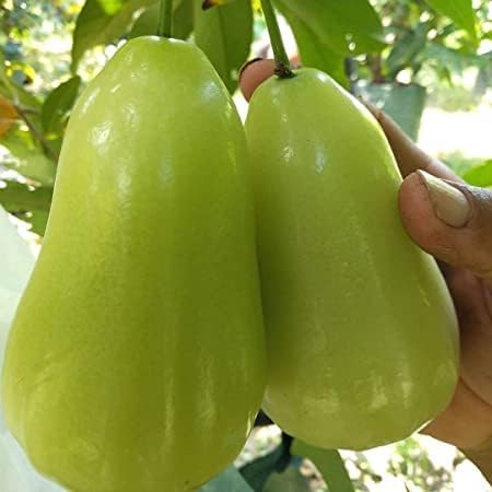 Green CollectionsStar Plant " Sweet Jamrul/Wax Apple Whater Apple Grafted Hybrid Plant || Water Apple Fruit Grafted Hybrid Plants & Tree Home Garden & Roof Garden Sweet Tasty Fruit Live Plant (B0CR1J68HZ) Amazon Price History, Amazon Price Tracker