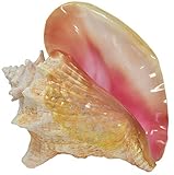 Nautical Beach Decor Large Bahama Queen Conch Seashell (Pink) - Bahamas Pink Conch Shell - 7-9 inch