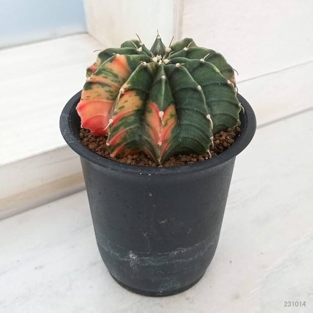 Amazon|ギムノカリキウム:ミハノビッチ LB錦 2.5号鉢植え[サボテン Amazon|ギムノカリキウム:ミハノビッチ LB錦 2.5号鉢植え[サボテン