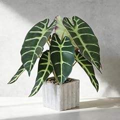 Alocasia