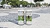 Yaguara Cachaca Biologica - 700 ml #1
