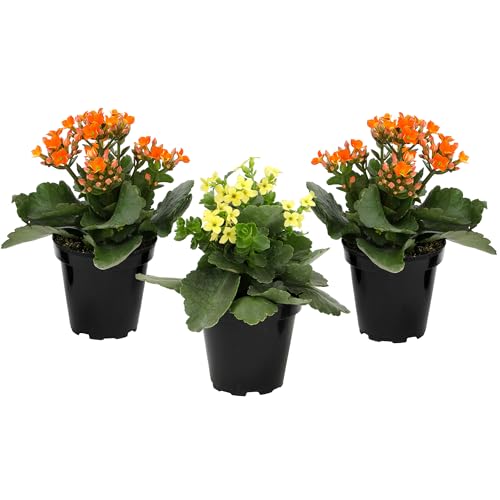Kalanchoe Live Succulents Plants Live Flowers (3 Pack), Kalanchoe Plant