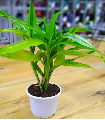 Sponsored Ad - NDS Live Golden Draceana Bamboo Plant Holy And Fengsui Golden Bamboo Live Plant With Plastic Pot