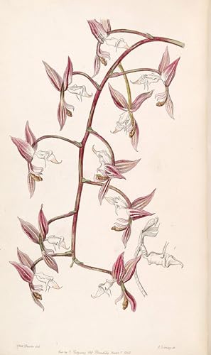 Toile Gongora Aromatica haute définition, affiche d'art pour décoration