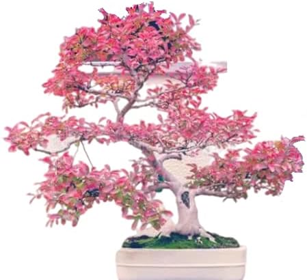 Bonsai Tree Seed Mix 1 | 40 Fresh Seeds, 10 of Each | Same Day Dispatch