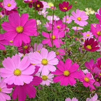 Biocarve Seeds Cosmos Dwarf Sensations Mix Seeds | Pack Of 1: 100 Seeds (B09BKWLWRX) Amazon Price History, Amazon Price Tracker