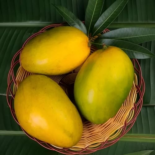 Image of Sweet & Testy Original Variety Himsagar Mango King Of Mango Fiber Free Live Grafted(1 Healthy Live Plant) Tree