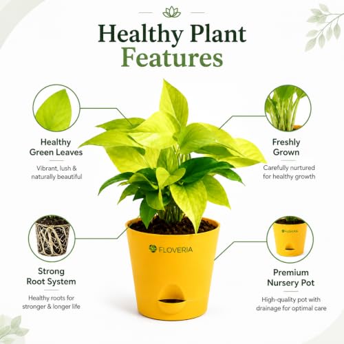 Image of Golden Money Plant Indoor Live Plant with Self Watering Pot | Lucky Vastu Air Purifying Houseplant for Home, Office, Living Room, Balcony & Home Decor Gift