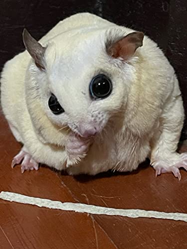 Petivore Premium Fish Stick For Sugar Glider And Small Exotic Pet - Made From Real Fish - Hamster, Squirrel, Chinchillas, Marmoset - Favorite Treats, Snacks And Food  thumb #2