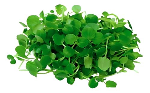 Kit 8 Cápsulas Agrião da Água HidroGarden – Sementes + Nutrientes...