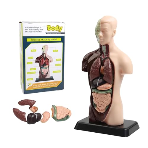 Image of Human Body Model Removable Anatomy Human Model 6 Pcs Removable 9.65 inchs for Students and Medical Education Display