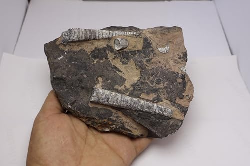 Image of Natural Orthoceras Fossil Plate from Devonian Period Fossil from Morocco A303
