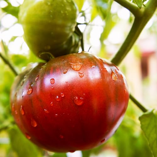 Purely Organic Tomato Seeds (Cherokee Purple) - Approx 75 Seeds - Certified Organic, Non-GMO, Open Pollinated, Heirloom, USA Origin