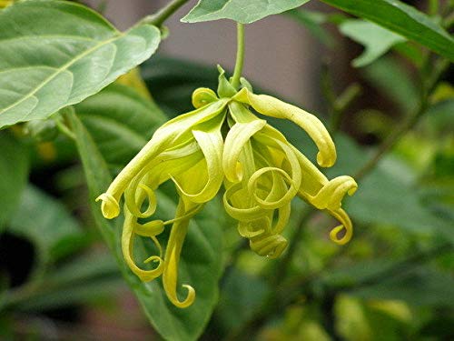 20 Graines De Fleur D'ylang-ylang Jaune - Plante Exotique Parfumée, à Cultiver En Intérieur Ou Extérieur - 2