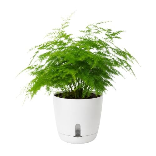 Asparagus Fern Live Indoor Plant with Self-Watering Pot | Elegant Air Purifying Houseplant | Decorative Low Maintenance Plant for Home & Office-image-4